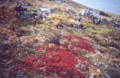 Tundra Flora
